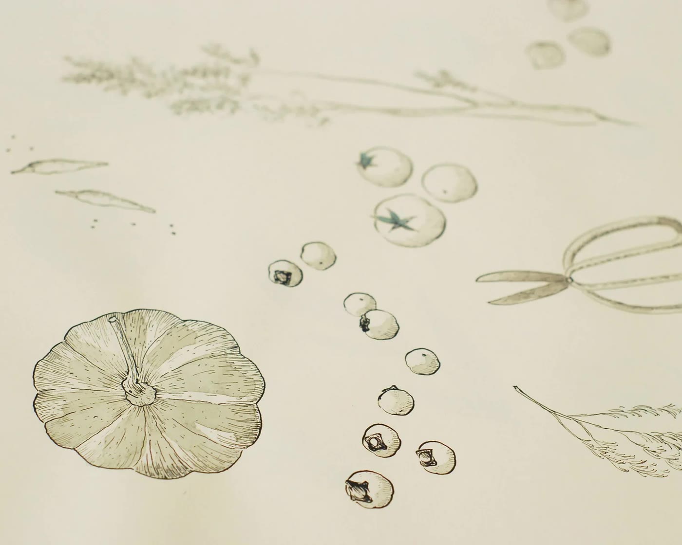 Botanical sketches of seeds, pods and leaves